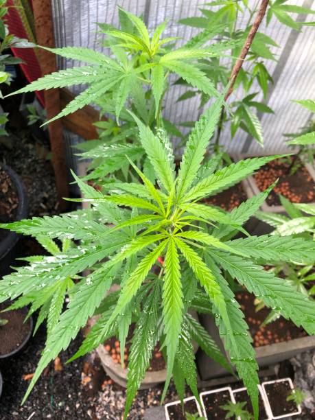 Utilisation des Infusions de Fleurs de CBD en Aromathérapie