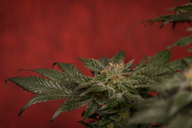Les Infusions de Fleurs de CBD et la Santé Cardiaque