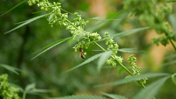 Créer une Routine de Bien-Être avec les Infusions de Fleurs de CBD